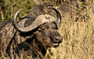 Conservation and Hunting, a Fierce Rivalry or Paramount Relationship