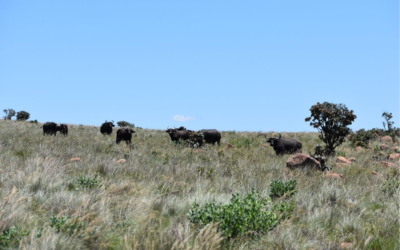 Conservation and Hunting, From a Personal Perspective Part 1 (2)
