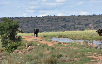 Conservation and Hunting, From a Personal Perspective Part 2 (2)