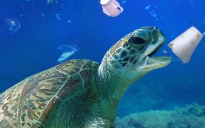 World Oceans Day