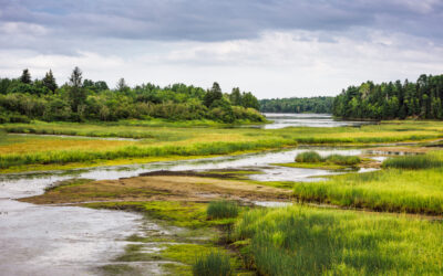 Why Care About Wetlands?
